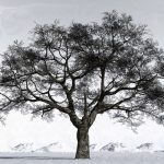 WinterReflectionFinal1000