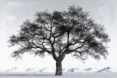 WinterReflectionFinal1000