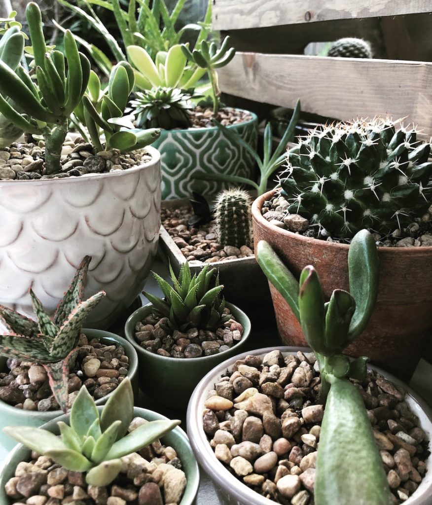 The Botanical Journey The Market At Sawyer Yards