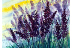 Lavender-Fields