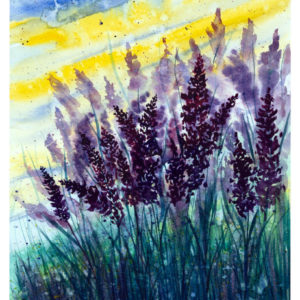 Lavender-Fields